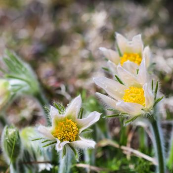 Opening beautiful white silky flowers pulsatilla alpina in spring garden