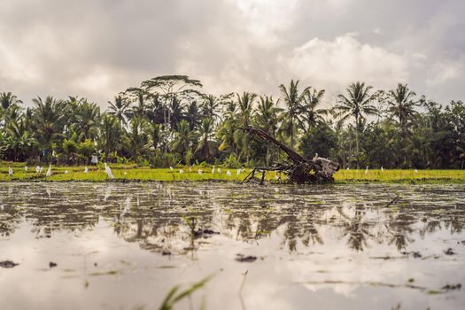 Rice field in sunrise time for background.