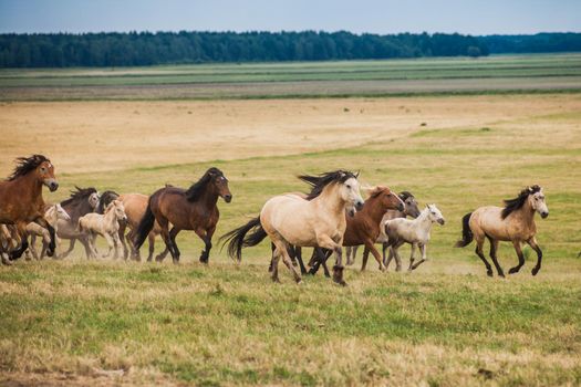 Free horses frolic on the field in summer