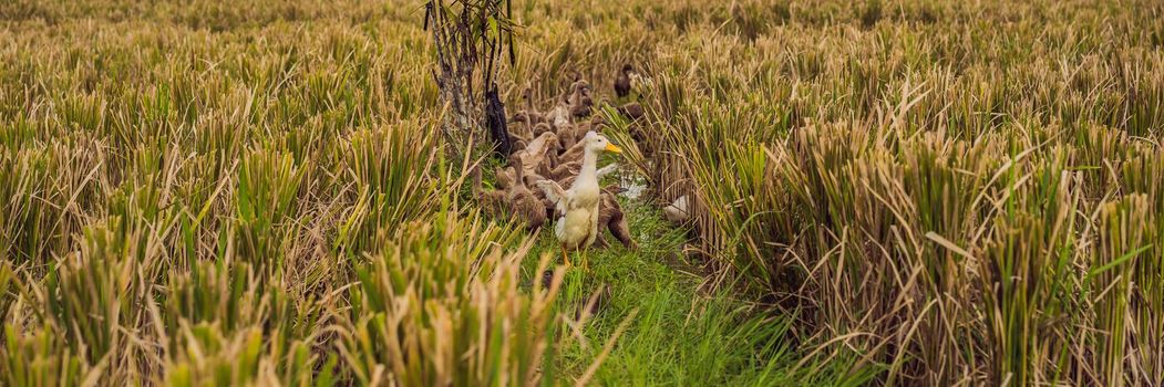 Group of ducks on side of rice fields in Bali. BANNER, LONG FORMAT