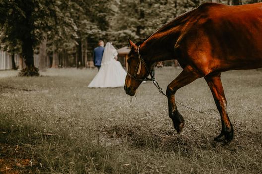 brown brown horse gelding mare grazing in the meadow. young man groom in blue suit and black-haired woman bride in white wedding dress. Newlyweds walk holding hands in summer near trees on background