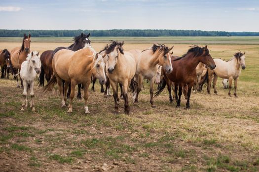 A herd of wild horses run across the field. A large herd of beautiful horses gallops across the field in summer.