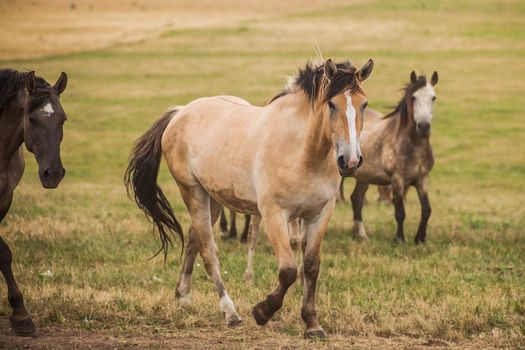 Family of horses grazing in the field