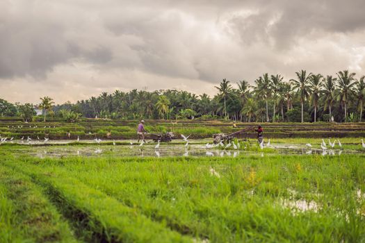 Rice field in sunrise time for background.