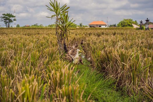 Group of ducks on side of rice fields in Bali.