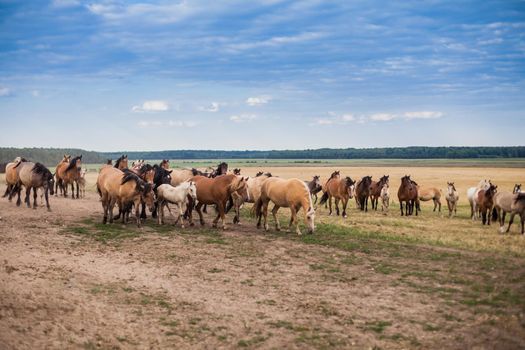 A herd of wild horses run across the field. A large herd of beautiful horses gallops across the field in summer.