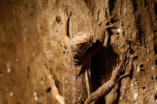 A huge lizard on a concrete wall looking at camera, close-up view