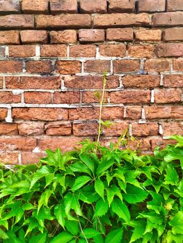 Old cracked red brick wall texture with grape leaves at the bottom. Front view