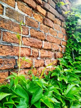 Old cracked red brick wall texture with grape leaves at the bottom. Side view