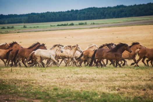 A herd of wild horses run across the field. A large herd of beautiful horses gallops across the field in summer.