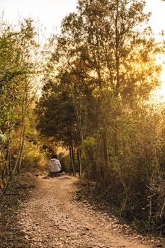 scenery of a path in the interior of the forest. leaves of different autumn colours, sun rays at sunset. vertical.