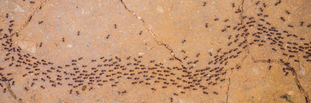 Background, ants running, ants cord, many ants fast on dirt road. BANNER, LONG FORMAT