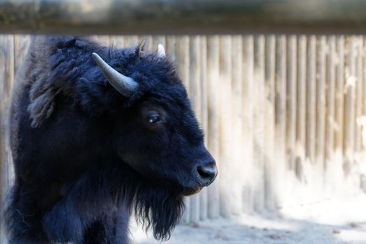 A young shaggy black fur sad bison in the zoo close-up head shot