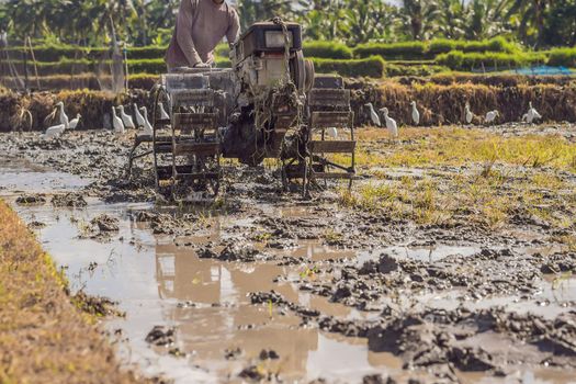 plows machine - Walking Tractor with green rice farm at sunny day.