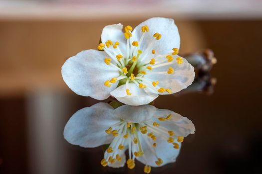 Spring flower reflecting on the glass surface. Close up