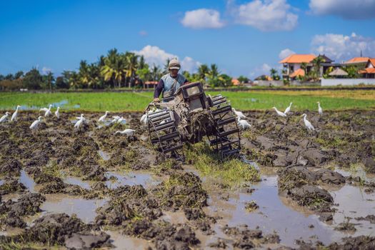 plows machine - Walking Tractor with green rice farm at sunny day.