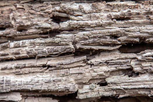 The rotten old rotten wooden log is sprinkled with beetle bark beetles.