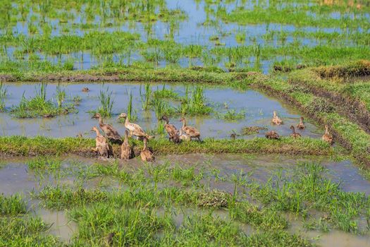 Ducks on a rice field, rural landscape Bali Island, Indonesia