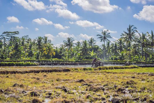 plows machine - Walking Tractor with green rice farm at sunny day.