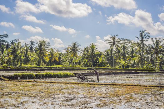 plows machine - Walking Tractor with green rice farm at sunny day.