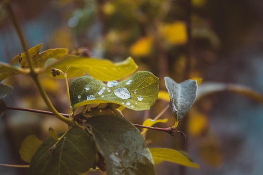 Green leaves with water drops, macro, nature background. Warm light, details. Morning dew