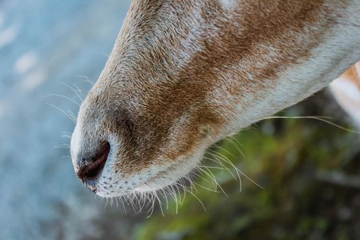 Deer in the farm. Close view of a deer's head and nose