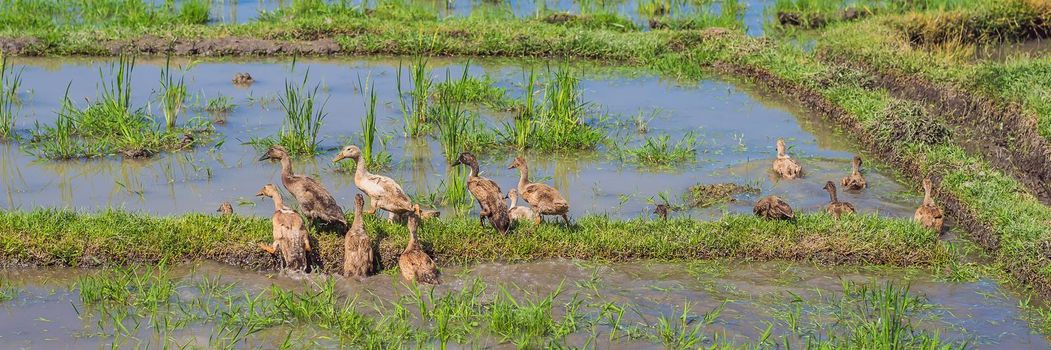 Ducks on a rice field, rural landscape Bali Island, Indonesia BANNER, LONG FORMAT