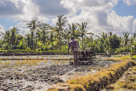 plows machine - Walking Tractor with green rice farm at sunny day.