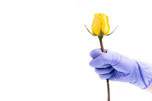 Hand in a surgical glove holds yellow rose isolated on white background.