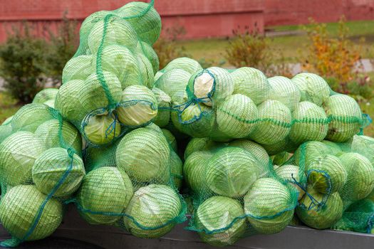 White cabbage in bags at the market. Tasty fresh raw cabbage in a mesh bear.