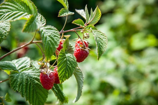 Raspberry bush with red ripe berries