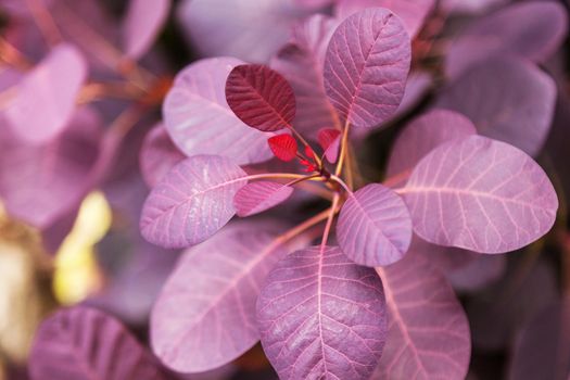 Violet leaves of a bush close-up plant.