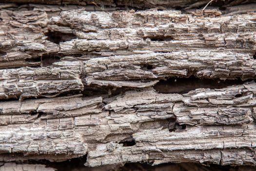 Texture of an old rotten wooden log.