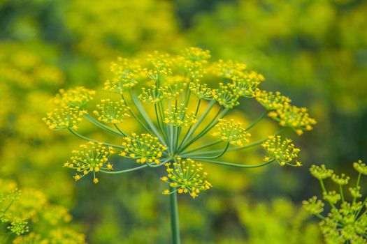 Fennel plant on the bed