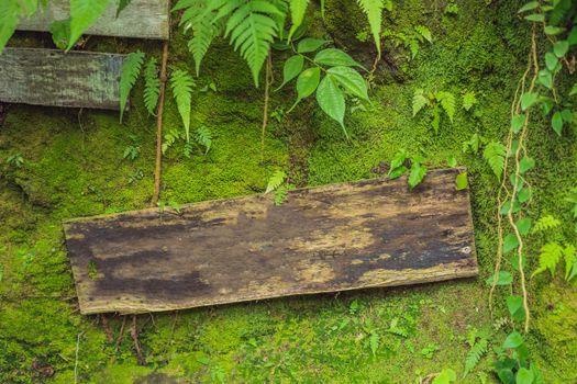 Balinese moss Background traveling to Bali concept.