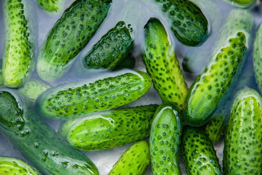 Cucumbers in water, Cucumbers ready for pickling and canning produce.
