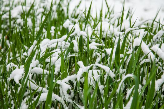 Green grass in the snow in winter.