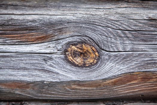 Texture of a wooden log with a knot.