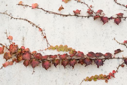 Imperfect white exterior wall with red ivy climbing on it