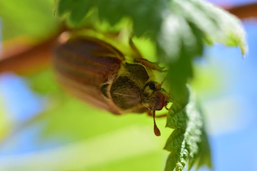 A may beetle sits upside down under a raspberry leaf