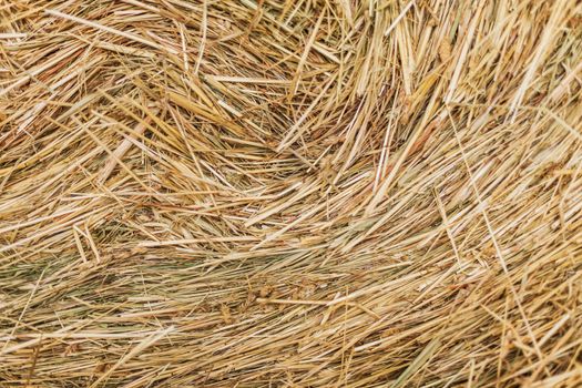 Texture of dry hay forage for livestock.
