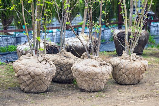 Small trees sold in sackcloth sacks in a garden center