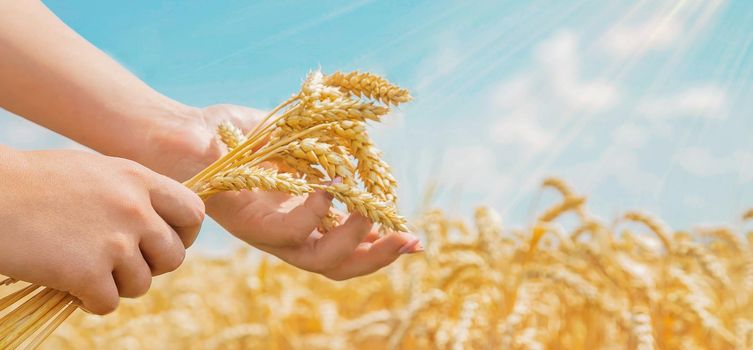 Girl spikelets of wheat in the hands. Selective focus. nature.