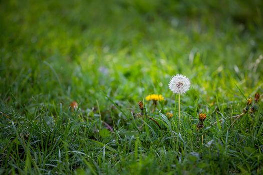 A dandelion flower on a green autumn lawn, against a background of soft sunlight illuminated background.