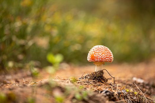 a lone fly agaric with a red spotted hat on a blurry green forest background.