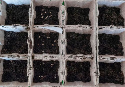Small plats growing in carton box in black soil. Break off the biodegradable paper cup and plant in soil outdoors. Flat lay view