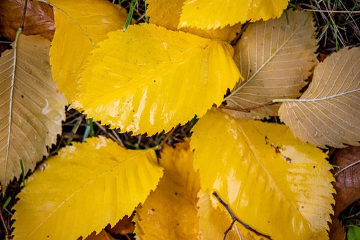 Colorful and bright yellow background of fallen autumn leaves close-up