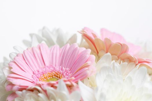 Still life of flowers on white background