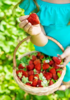 The child collects strawberries in the garden. Selective focus. nature.