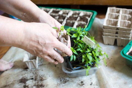 seedlings in peat pots.Baby plants seeding, black hole trays for agricultural seedlings.The spring planting. Early seedling , grown from seeds in boxes at home on the windowsill. Gardening concept